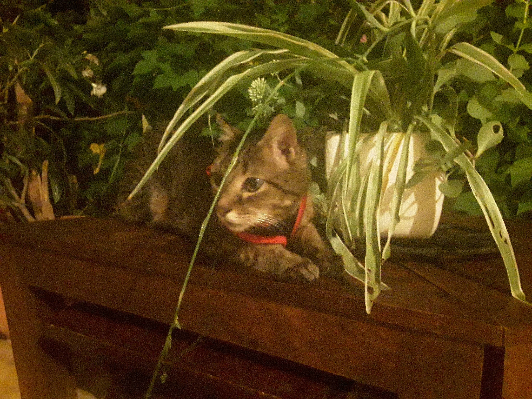 Blast participe au concours pour gagner de l'argent avec cette photo : carnivore, common_opossum, fawn, felidae, flower, flowerpot, grass, houseplant, muroidea, opossum, plant, possum, rodent, small_to_medium_sized_cats, snout, terrestrial_animal, terrestrial_plant, whiskers, window, wood