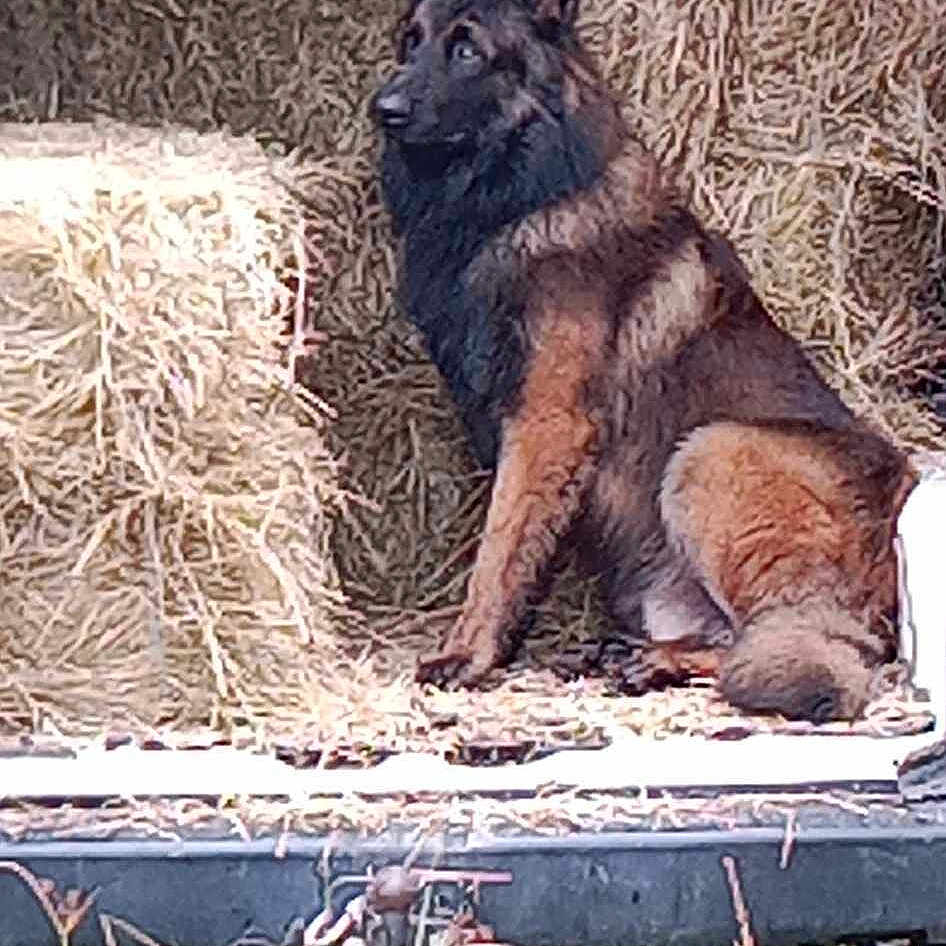 Huriel a rejoint le concours — aidez-le/la à gagner de superbes lots ! animal, bear, canine, car, cartrunk, countryside, coyote, dog, germanshepherd, jeep, licenseplate, nature, outdoors, pet, pickuptruck, policedog, straw, transportation, truck, vehicle