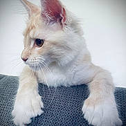 Vegas a rejoint le concours — aidez-le/la à gagner de superbes lots ! cat, kitten, feline, pet, animal, cream_colored, whiskers, paws, fur, ears, side_view, close_up, indoor, texture, gray_surface, looking_away, soft_light, cozy, cute, young