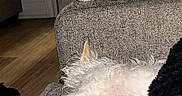 Tabby is registered to the contest to win money with this photo: animal, cat, couch, cozy, dog, domestic, door, fur, furniture, indoor, living_room, nap, pet, relaxing, resting, sleeping, tabby_cat, white_dog, window, wooden_floor