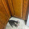 Tabby joined the competition — help win amazing prizes! animal, cat, corner, curious, cute, domestic, feline, floor, gray_fur, home, indoor, kitten, looking_up, mouth_open, pet, small_animal, tile_floor, wooden_cabinets, young, young_cat