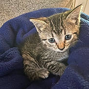 Tabby joined the competition — help win amazing prizes! animal, blanket, blue_eyes, cat, closeup, cozy, cute, ears, feline, fur, indoor, kitten, mammal, pet, resting, sleepy, small, tabby, whiskers, young