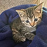 animal, blanket, blue_eyes, cat, closeup, cozy, cute, ears, feline, fur, indoor, kitten, mammal, pet, resting, sleepy, small, tabby, whiskers, young