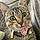 Tabby