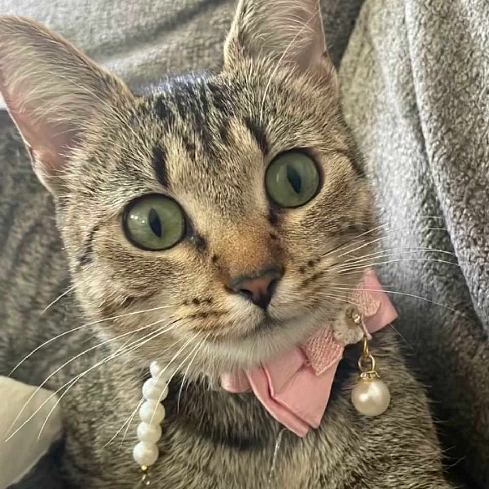 Tabby