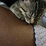 Tabby joined the competition — help win amazing prizes! animal, cat, closeup, companion, cozy, cute, fur, human_arm, indoor, kitten, paw, pet, relaxation, resting, skin, sleeping, soft, tabby, texture, whiskers