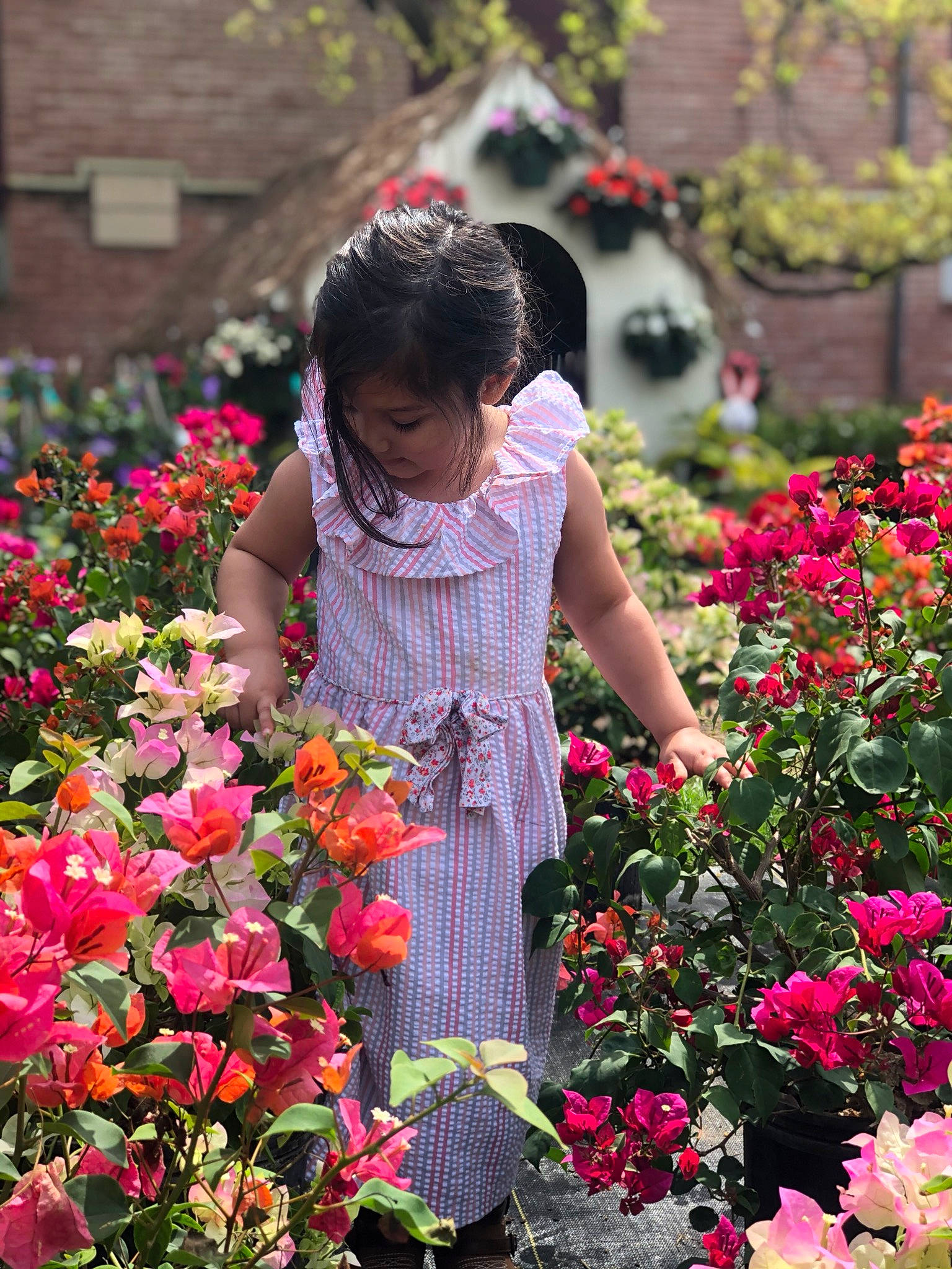 Scarlette joined the competition — help win amazing prizes! annual_plant, botany, child, floral_design, floristry, flower, flowering_plant, garden, perennial_plant, person, petal, pink, plant, shrub, spring