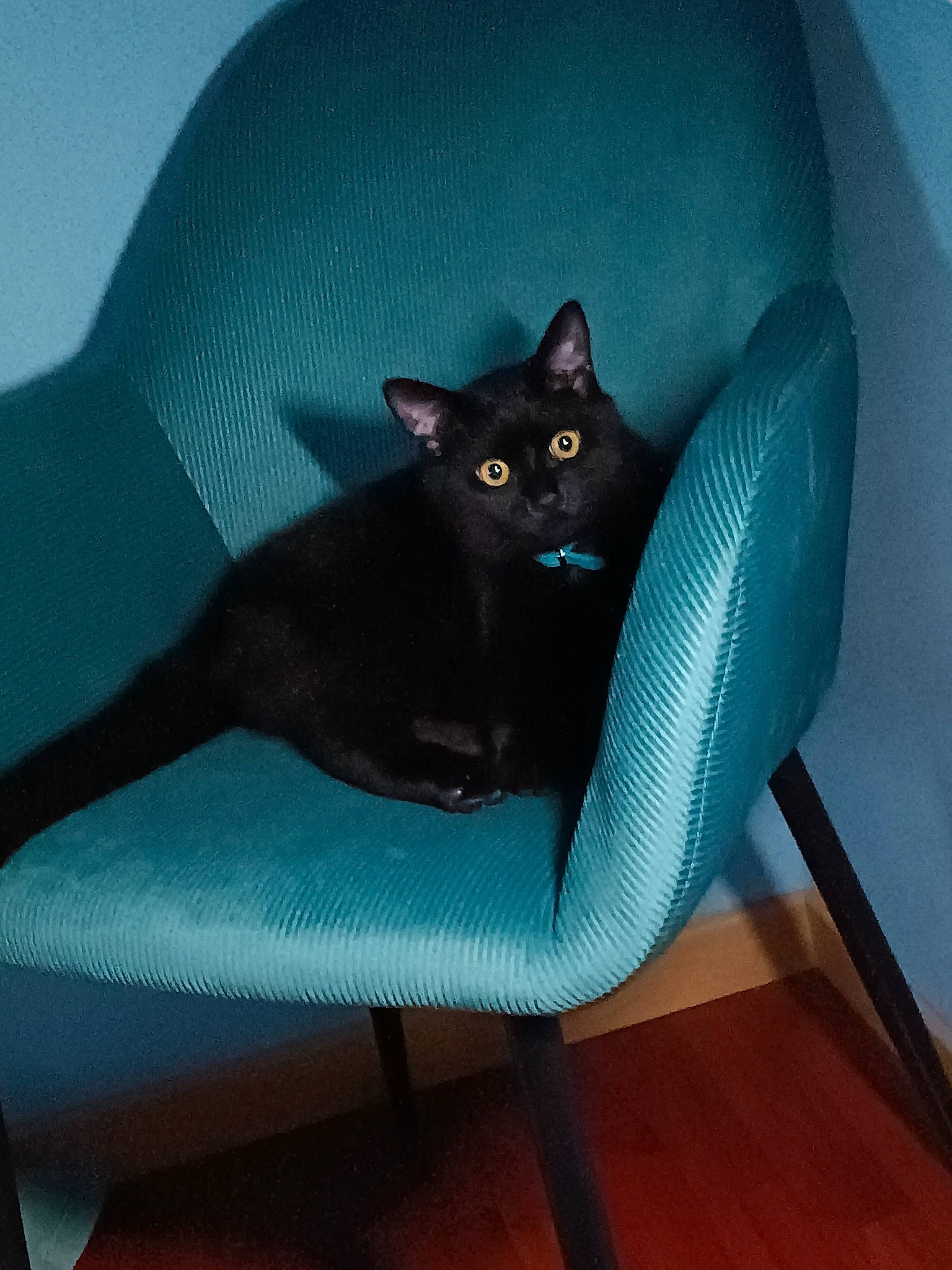 Schups participe au concours pour gagner de l'argent avec cette photo : azure, black_cat, bombay, carnivore, cat, chair, comfort, couch, domestic_short_haired_cat, electric_blue, felidae, furniture, grey, hardwood, purple, sitting, small_to_medium_sized_cats, tail, whiskers, wood