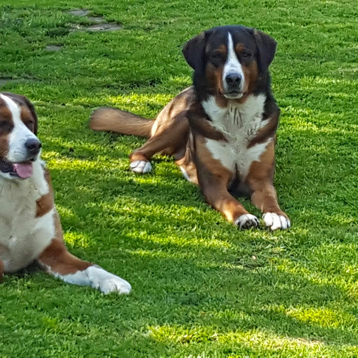 Rox Et Roucky