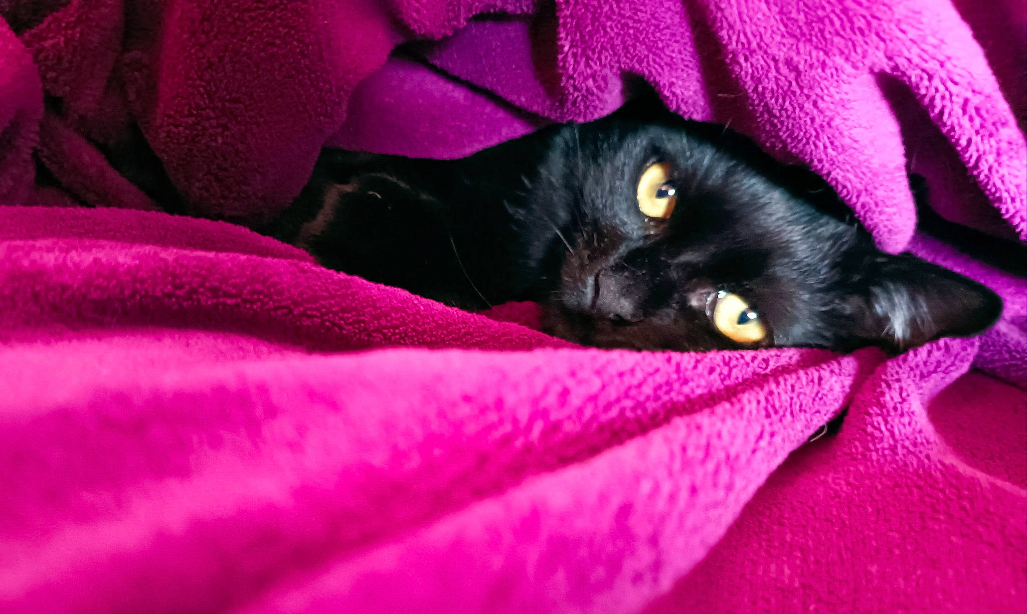 Schoups a rejoint le concours — aidez-le/la à gagner de superbes lots ! black_cat, bombay, carmine, carnivore, cat, comfort, domestic_short_haired_cat, electric_blue, felidae, fur, magenta, pattern, petal, pink, plant, purple, red, small_to_medium_sized_cats, violet, whiskers