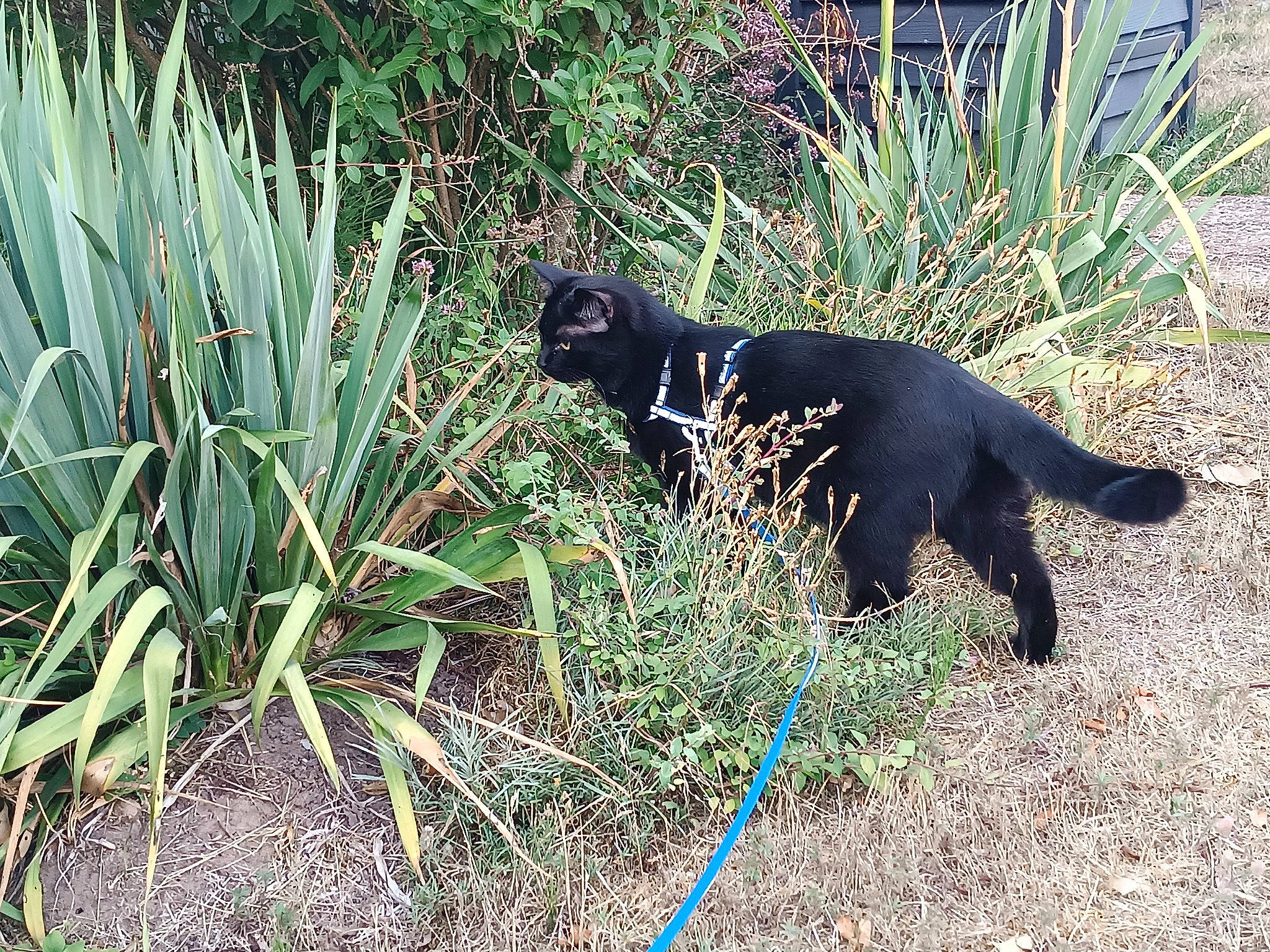 Schoups participe au concours pour gagner de l'argent avec cette photo : canidae, carnivore, dog, dog_breed, flowering_plant, grass, grass_family, groundcover, mammal, plant, plant_community, shrub, sporting_group, subshrub, tail, terrestrial_animal, terrestrial_plant, vegetation, vertebrate, working_animal