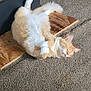 King is registered to the contest to win money with this photo: cat, orange_cat, white_cat, sleeping, relaxed, fluffy, fur, indoor, carpet, wood, sunlight, pet, animal, cute, resting, paw, feline, cozy, adorable, domestic_cat