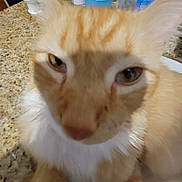King joined the competition — help win amazing prizes! cat, ginger_cat, close_up, feline, pet, indoor, blurry, face, whiskers, ears, fur, brown, white, animal, domestic_animal, tabletop, bottle, container, countertop, background