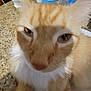 cat, ginger_cat, close_up, feline, pet, indoor, blurry, face, whiskers, ears, fur, brown, white, animal, domestic_animal, tabletop, bottle, container, countertop, background