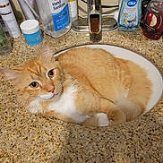 King is registered to the contest to win money with this photo: bathroom, cat, countertop, curious, domestic_animal, eyes, faucet, fur, hand_sanitizer, indoor, orange_fur, orange_tabby, pets, relaxed, resting, sink, skincare_products, soap, whiskers, white_fur