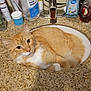 cat, orange_tabby, sink, bathroom, countertop, hand_sanitizer, soap, faucet, skincare_products, curious, pets, domestic_animal, indoor, relaxed, fur, whiskers, eyes, orange_fur, white_fur, resting