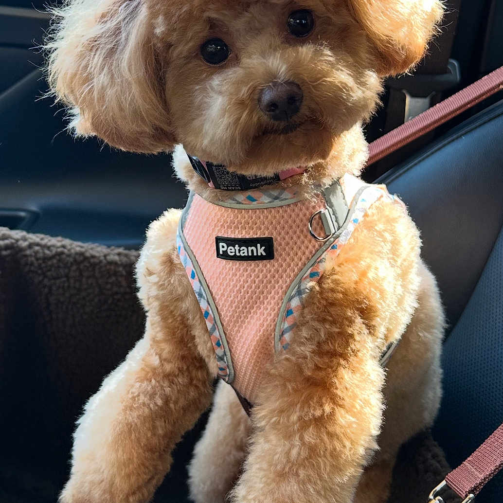Kalea