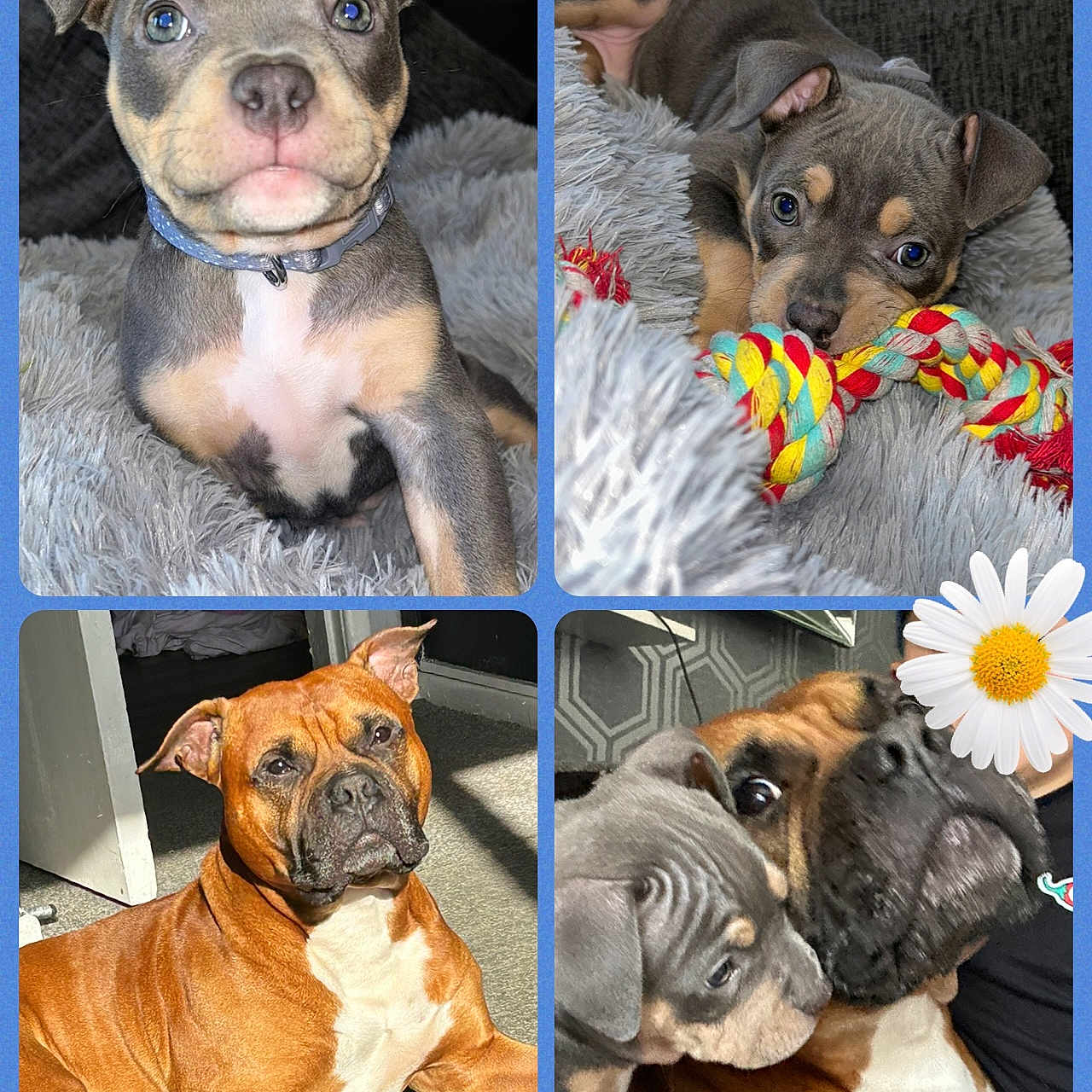 Luna And Diego joined the competition — help win amazing prizes! brown_dog, carpet, close_up, collage, couch, curious, cute, dog, ears, expression, face, gray_puppy, indoor, pet, playful, portrait, puppy, rope_toy, snuggling, sunlight