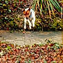 dog, jack_russell, jumping, midair, stream, creek, water, moss, bank, autumn_leaves, foliage, outdoor, nature, action_shot, motion, pet, energetic, shallow_depth_of_field, blur_foreground, collar