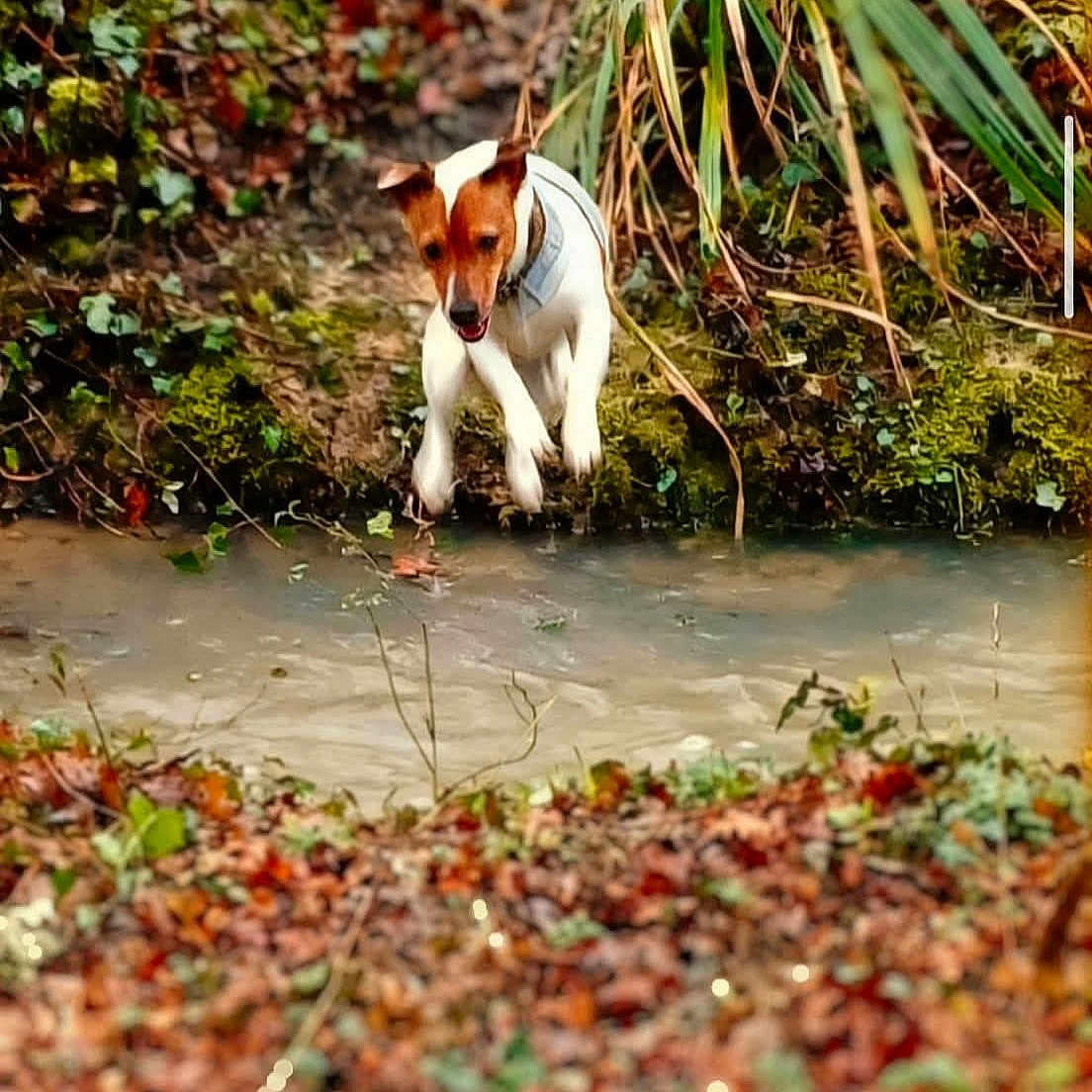 Volvo participe au concours pour gagner de l'argent avec cette photo : action_shot, autumn_leaves, bank, blur_foreground, collar, creek, dog, energetic, foliage, jack_russell, jumping, midair, moss, motion, nature, outdoor, pet, shallow_depth_of_field, stream, water