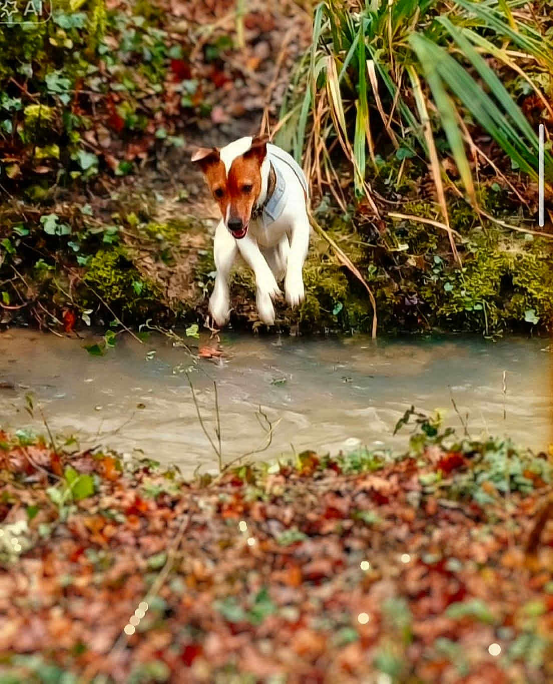 Volvo participe au concours pour gagner de l'argent avec cette photo : dog, jack_russell, jumping, midair, stream, creek, water, moss, bank, autumn_leaves, foliage, outdoor, nature, action_shot, motion, pet, energetic, shallow_depth_of_field, blur_foreground, collar