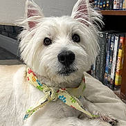 Maverick is registered to the contest to win money with this photo: dog, white_dog, bandana, paw_prints, pet, indoor, cushion, bookshelf, dvds, statue, curious, closeup, fur, relaxed, portrait, animal, companion, cute, resting, home