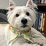 dog, white_dog, bandana, paw_prints, pet, indoor, cushion, bookshelf, dvds, statue, curious, closeup, fur, relaxed, portrait, animal, companion, cute, resting, home