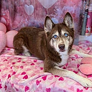 Blue is registered to the contest to win money with this photo: dog, husky, blue_eyes, lying_down, blanket, heart_pattern, pink, cozy, cute, pet, indoors, fur, ears, animal, resting, soft_texture, decor, closeup, portrait, relaxed