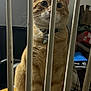 cat, orange_tabby, collar, indoor, bars, feline, curious, pet, whiskers, sitting, wide_eyes, domestic_animal, household, table, tag, background_clutter, vertical_bars, fur, close_up, looking
