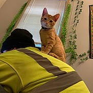 Cannoli joined the competition — help win amazing prizes! cat, person, indoor, window, blinds, green_vines, wall_hanging, yellow_jacket, black_beanie, orange_cat, curious, pet, feline, collar, reflection, cozy_room, decor, playful, inquisitive, shoulder