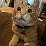 Cannoli is registered to the contest to win money with this photo: cat, orange_tabby, pet, collar, tag, whiskers, fur, indoor, blanket, brown, table, chair, kitchen, furniture, curious, animal, close_up, cute, domestic, relaxed