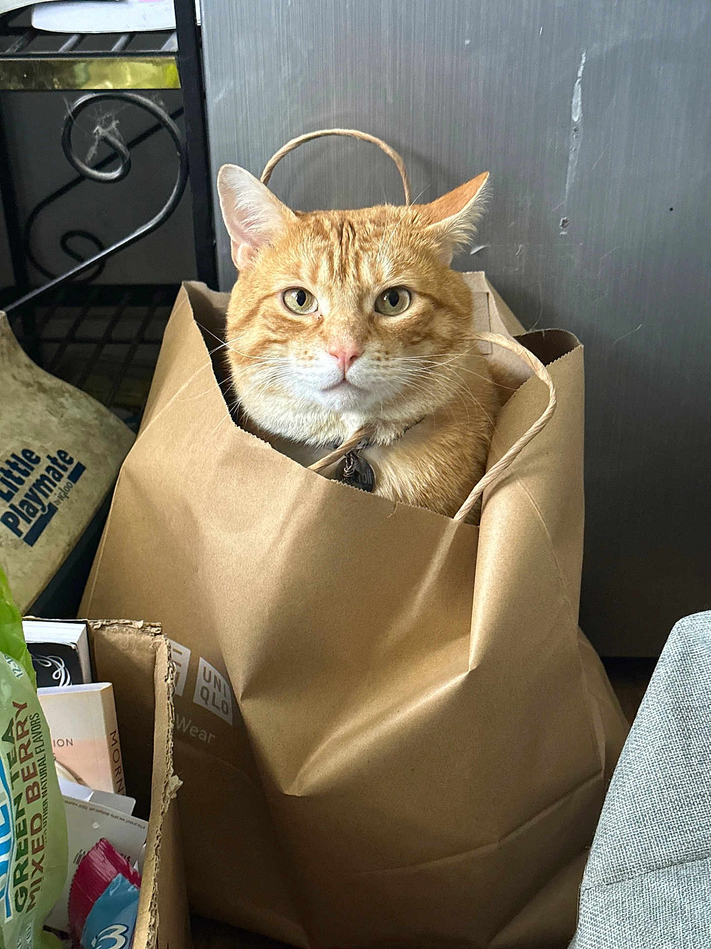Cannoli joined the competition — help win amazing prizes! cat, orange_cat, paper_bag, shopping_bag, indoor, pet, feline, curious, sitting, face, whiskers, ears, collar, cardboard_box, household_items, floor, domestic_animal, cute, closeup, portrait