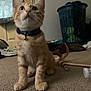 Cannoli joined the competition — help win amazing prizes! cat, kitten, orange_tabby, collar, bell, carpet, indoor, laundry_basket, clothes, shoes, curious, pet, feline, young_cat, floor, domestic_animal, whiskers, ears, tail, home