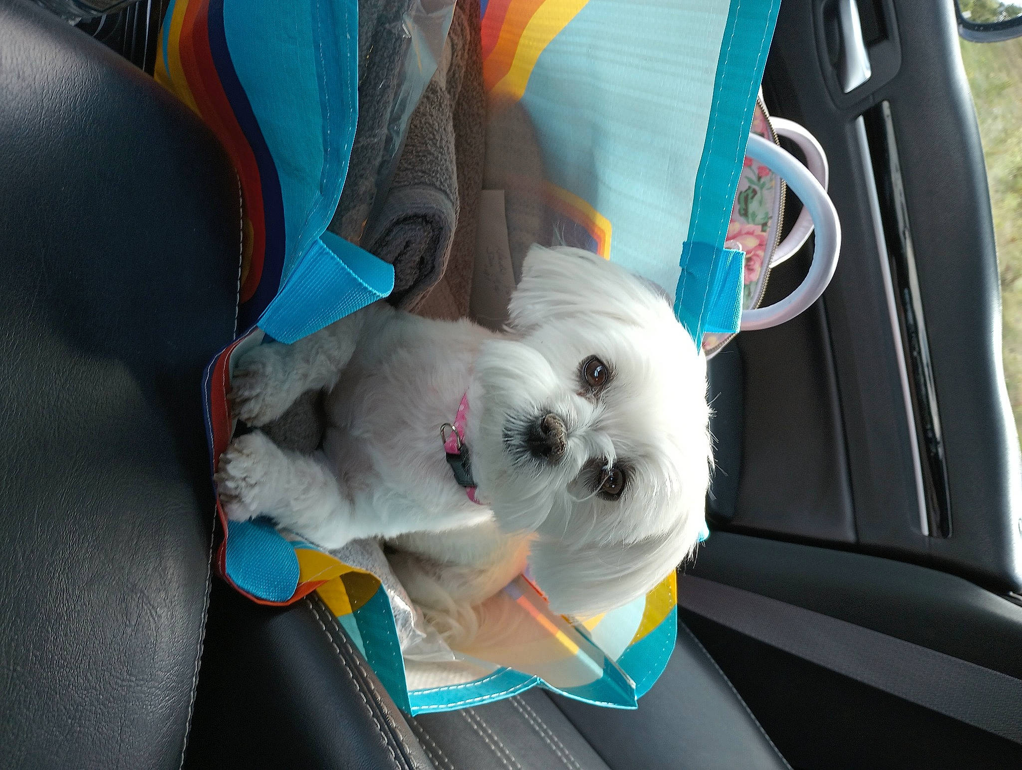 Birdie joined the competition — help win amazing prizes! auto_part, automotive_design, automotive_exterior, car, car_seat, car_seat_cover, carnivore, companion_dog, dog, dog_breed, family_car, luxury_vehicle, motor_vehicle, personal_luxury_car, seat_belt, stuffed_toy, toy, trunk, vehicle, vehicle_door