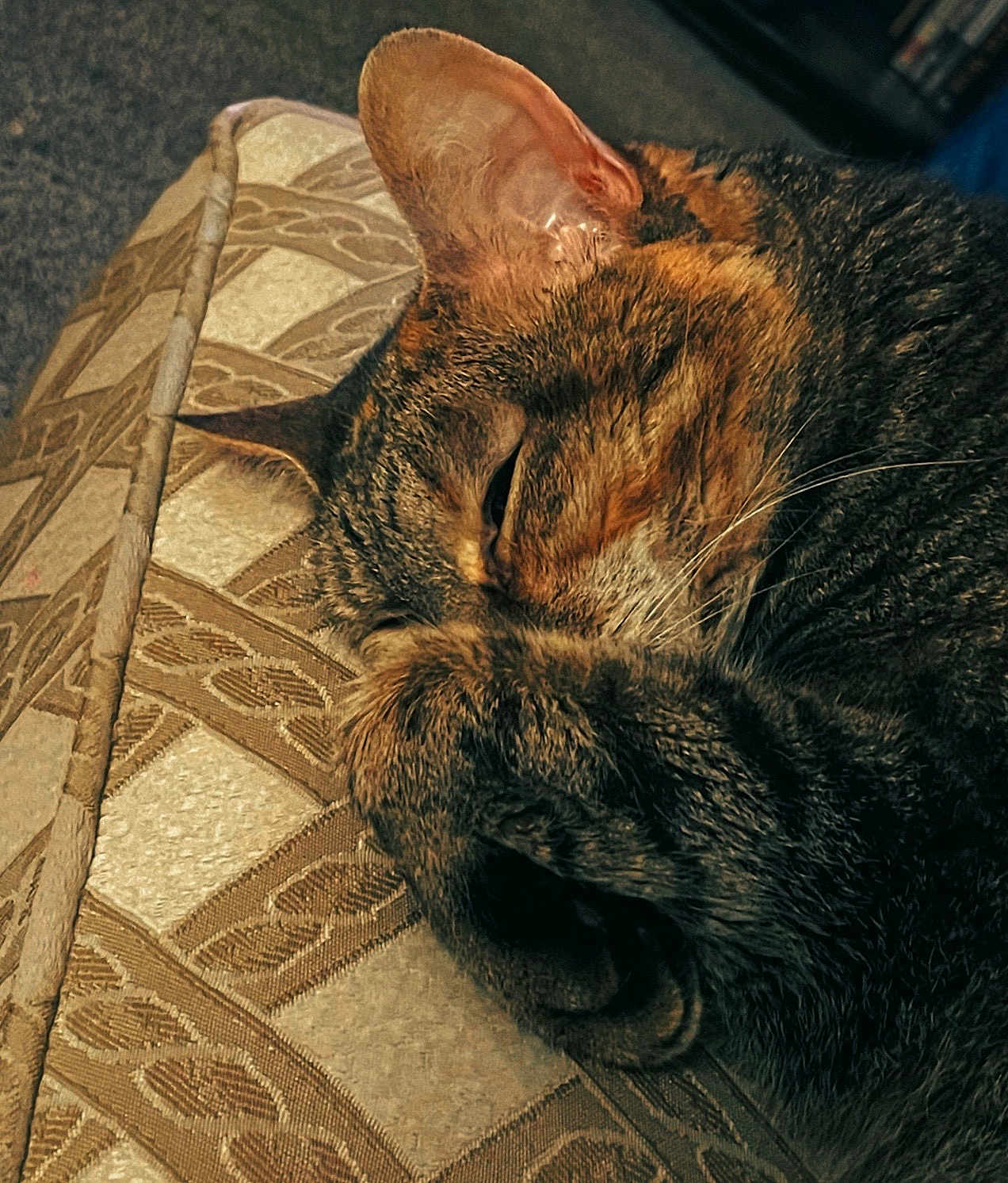 Josefina is registered to the contest to win money with this photo: cat, tabby_cat, sleeping, nap, paw, whiskers, fur, ear, cushion, upholstery, closeup, indoor, cozy, relaxed, pet, domestic, portrait, muzzle, eye_closed, patterned_fabric