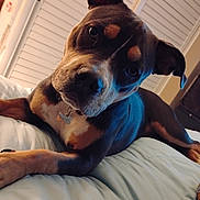 Mulan is registered to the contest to win money with this photo: animal, bed, canine, closeup, collar, companion, curious, cute, dog, domestic, ears, friendly, furniture, indoor, lying_down, mammal, pet, portrait, relaxed, soft_lighting