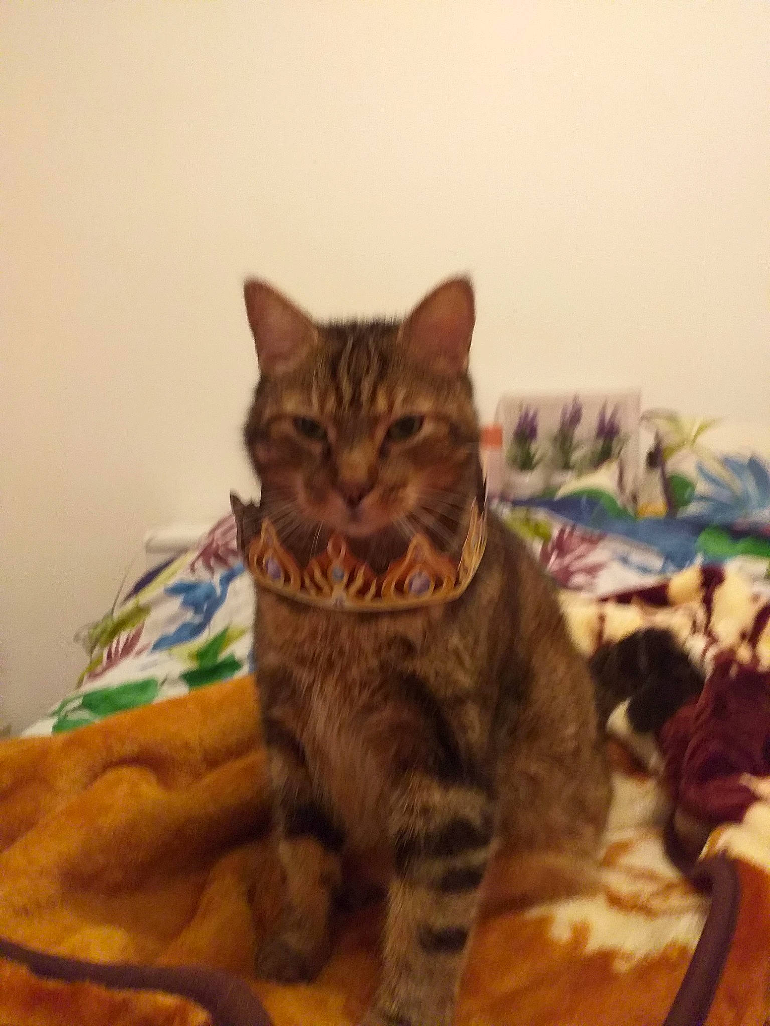 Boubou participe au concours pour gagner de l'argent avec cette photo : american_shorthair, asian, bengal, california_spangled, carnivore, cat, domestic_short_haired_cat, dragon_li, european_shorthair, felidae, fur, kitten, mammal, ocicat, pixie_bob, small_to_medium_sized_cats, tabby_cat, toyger, vertebrate, whiskers