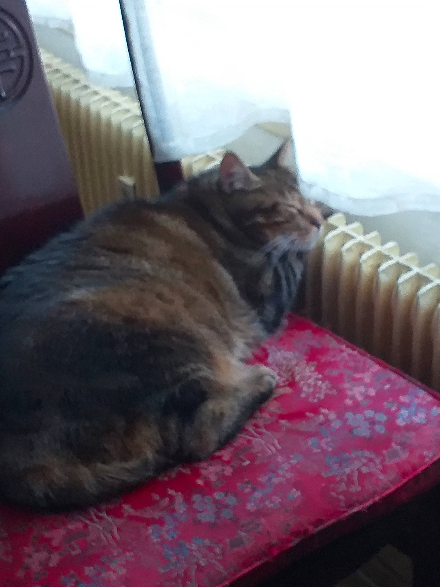 Boubou a rejoint le concours — aidez-le/la à gagner de superbes lots ! carnivore, cat, comfort, domestic_short_haired_cat, dragon_li, european_shorthair, fawn, felidae, fur, furniture, nap, room, small_to_medium_sized_cats, tabby_cat, whiskers