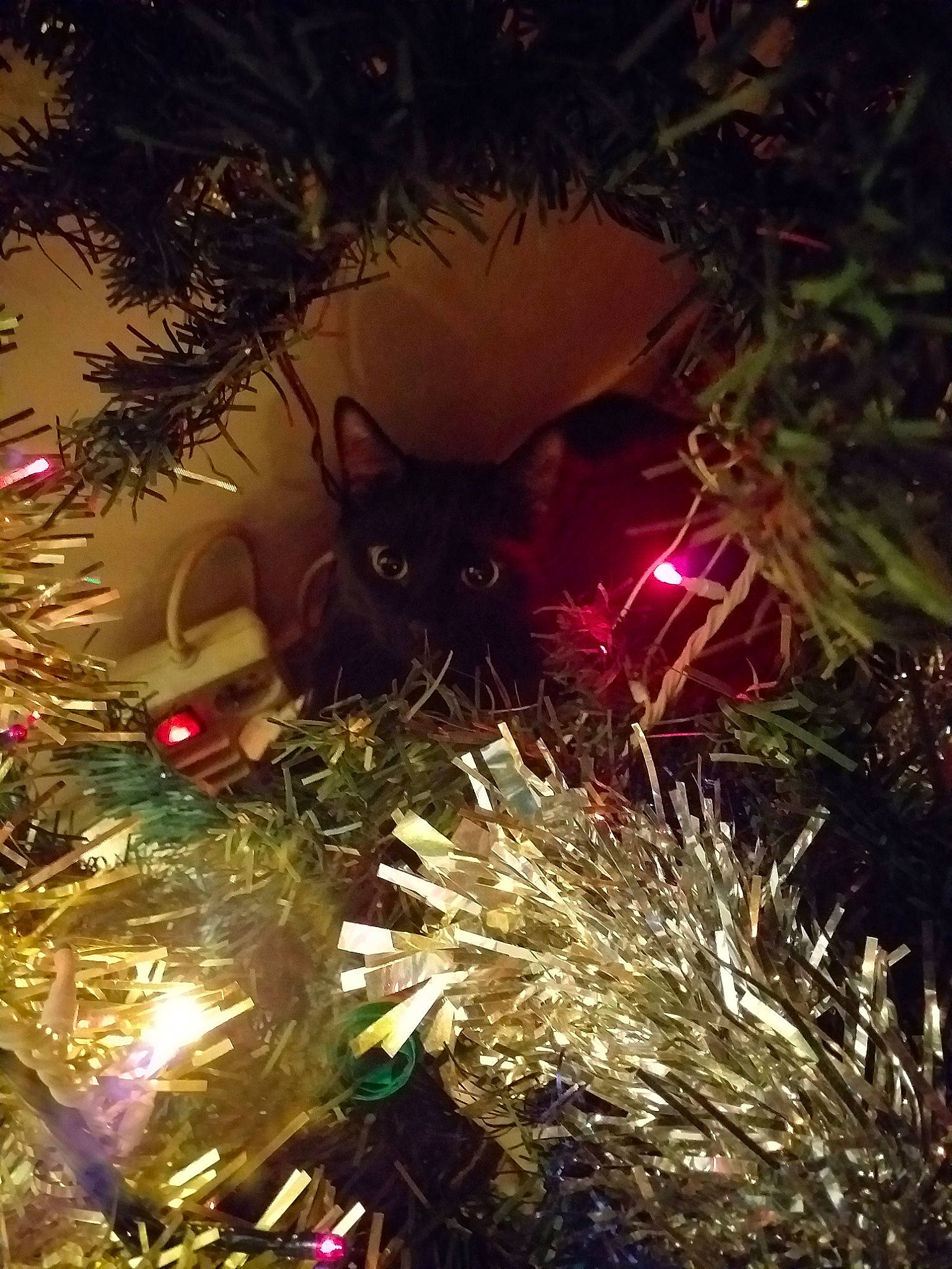 Boubou a rejoint le concours — aidez-le/la à gagner de superbes lots ! branch, christmas, christmas_decoration, christmas_eve, christmas_lights, christmas_ornament, christmas_tree, conifer, event, fete, fir, holiday, interior_design, ornament, pine, pine_family, plant, spruce, tradition, tree