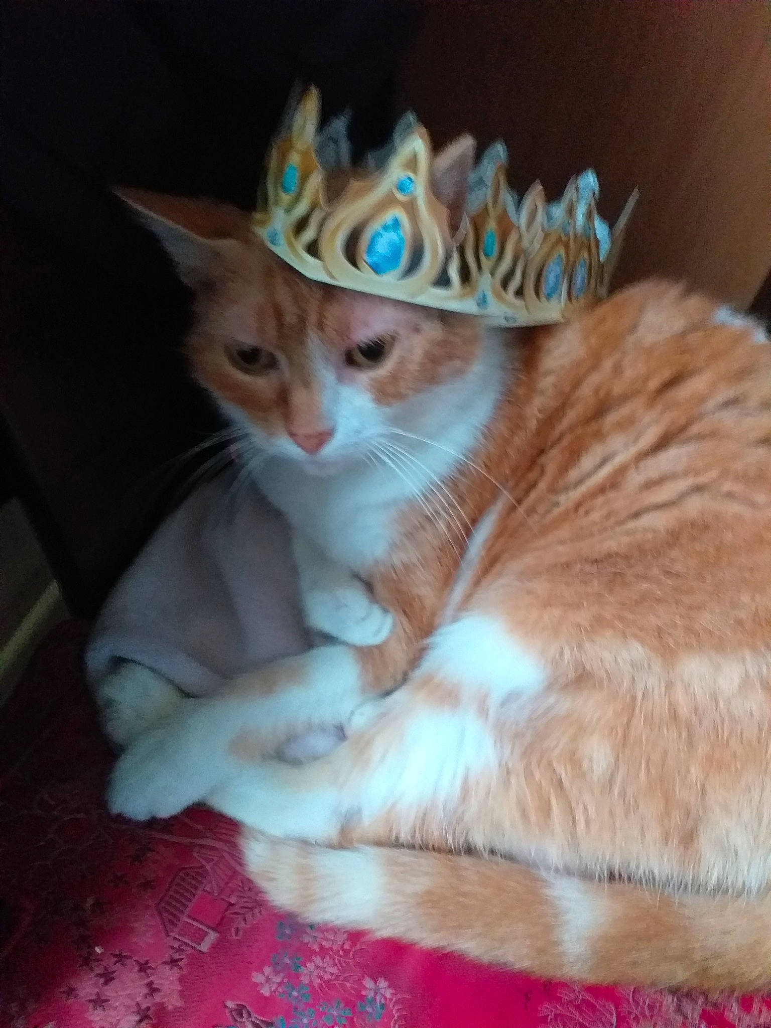 Boubou a rejoint le concours — aidez-le/la à gagner de superbes lots ! aegean_cat, arabian_mau, asian, carnivore, cat, domestic_short_haired_cat, european_shorthair, fawn, felidae, hat, headgear, kitten, mammal, small_to_medium_sized_cats, tabby_cat, whiskers