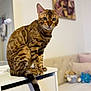 Yoshi a rejoint le concours — aidez-le/la à gagner de superbes lots ! bengal_cat, cat, pet, animal, feline, indoor, furniture, dresser, bedroom, plush_toys, painting, tail, whiskers, ears, eyes, soft_lighting, blurred_background, cozy, domestic, sitting