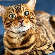 Yoshi participe au concours pour gagner de l'argent avec cette photo : cat, bengal_cat, close_up, green_eyes, fur, whiskers, paws, striped, relaxed, pet, animal, feline, indoor, blue_background, focused, portrait, cute, domestic_cat, lying_down, soft_texture
