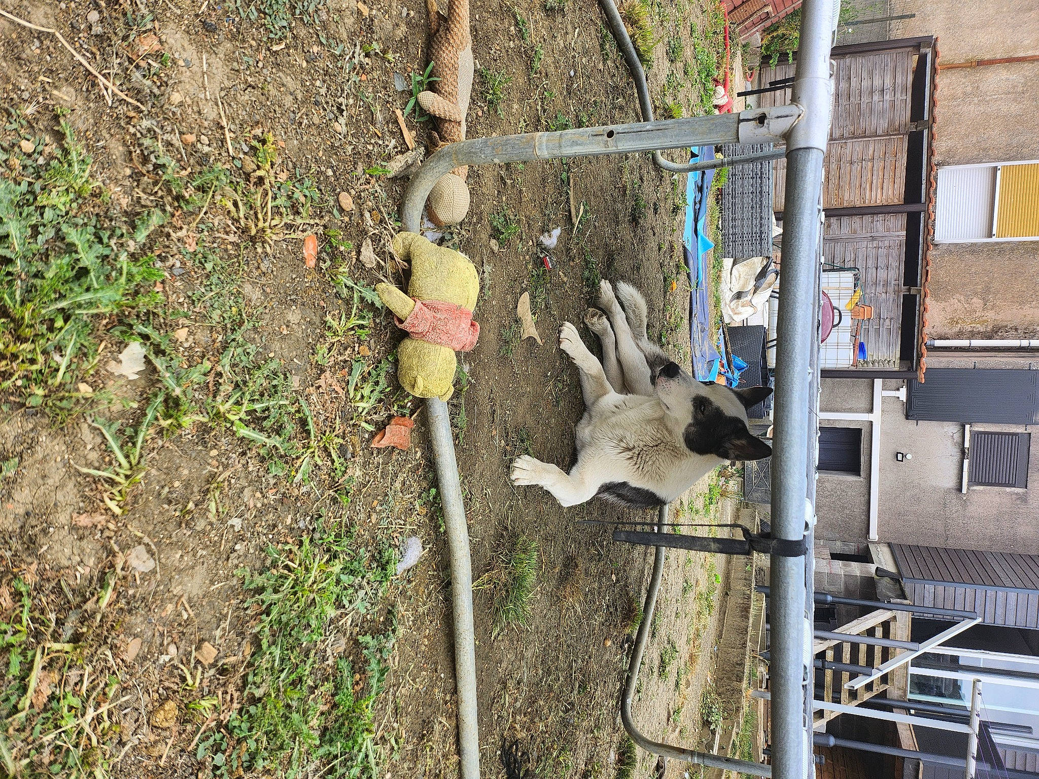 Taiko participe au concours pour gagner de l'argent avec cette photo : beak, bird, bird_supply, birdhouse, building, concrete, grass, house, parrot, pet_supply, plant, soil, tree, trunk, window, wood
