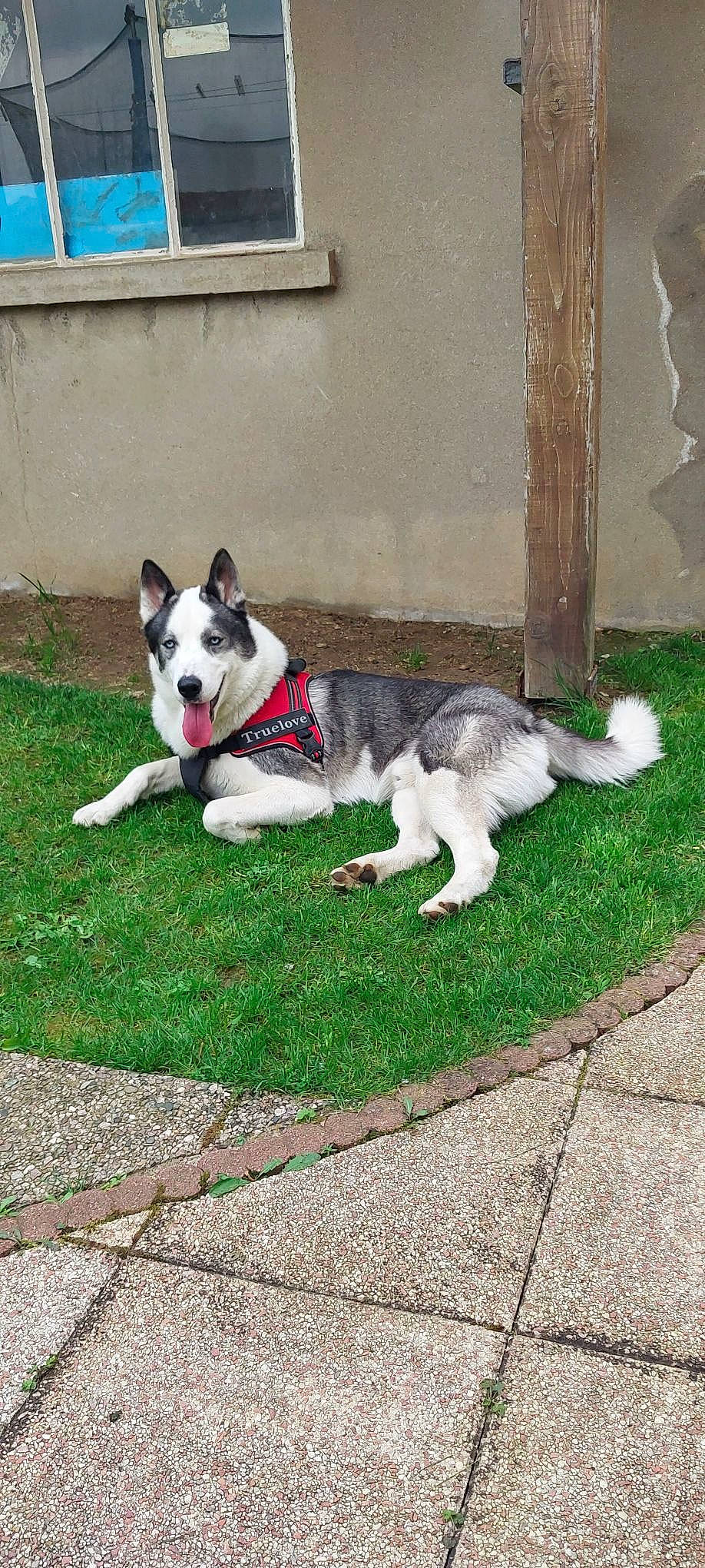 Taiko participe au concours pour gagner de l'argent avec cette photo : ancient_dog_breeds, canidae, carmine, carnivore, collar, companion_dog, dog, dog_breed, dog_collar, dog_supply, fur, grass, non_sporting_group, pet_supply, plant, snout, sporting_group, tail, working_animal, working_dog