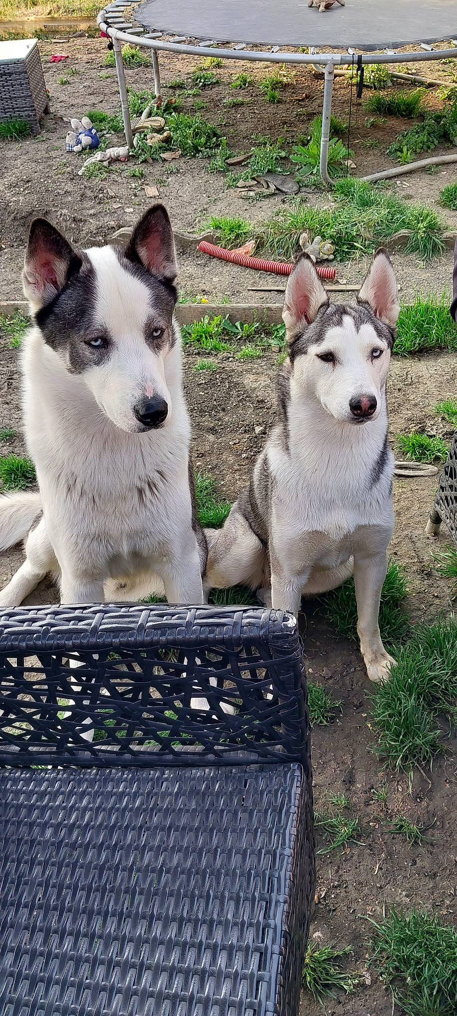 Taiko participe au concours pour gagner de l'argent avec cette photo : ancient_dog_breeds, canidae, carnivore, collar, companion_dog, dog, dog_breed, grass, non_sporting_group, sporting_group, tail, vehicle, working_animal, working_dog