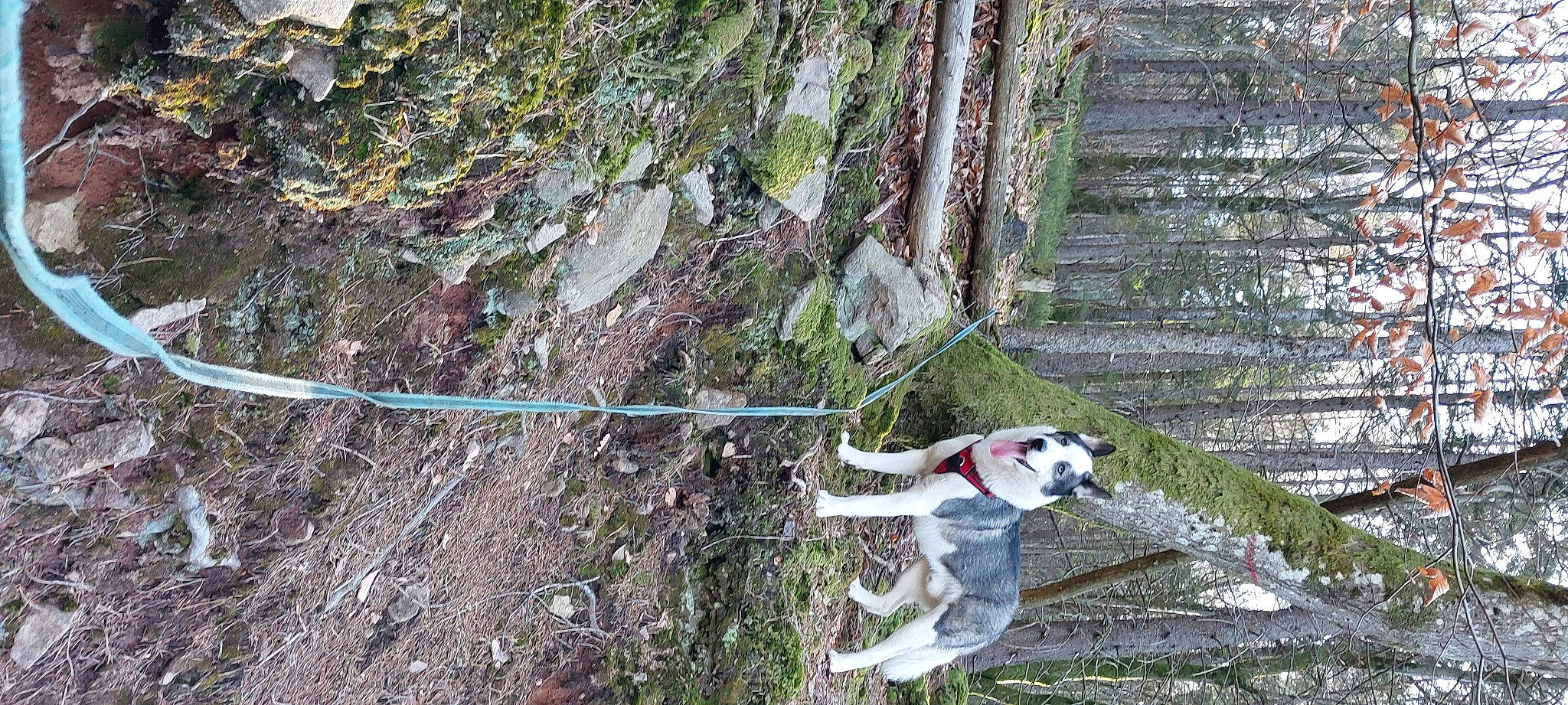 Taiko a rejoint le concours — aidez-le/la à gagner de superbes lots ! adventure, bedrock, carnivore, collar, dog, dog_breed, dog_collar, dog_hiking, forest, leash, outcrop, plant, recreation, rock_climbing_equipment, rope, slope, soil, tree, trunk, wood