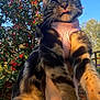 Mallie Moo is registered to the contest to win money with this photo: cat, tabby, pet, animal, outdoor, blue_sky, red_berries, green_leaves, pink_harness, playful, tongue_out, fur, person_hand, sunlight, nature, garden, tree, fence, close_up, daylight