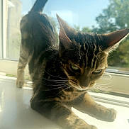 Mallie Moo joined the competition — help win amazing prizes! cat, tabby, pet, animal, windowsill, sunlight, daylight, stretching, whiskers, ears, outdoor_view, greenery, indoor, feline, curious, paw, fur, tail, window, nature