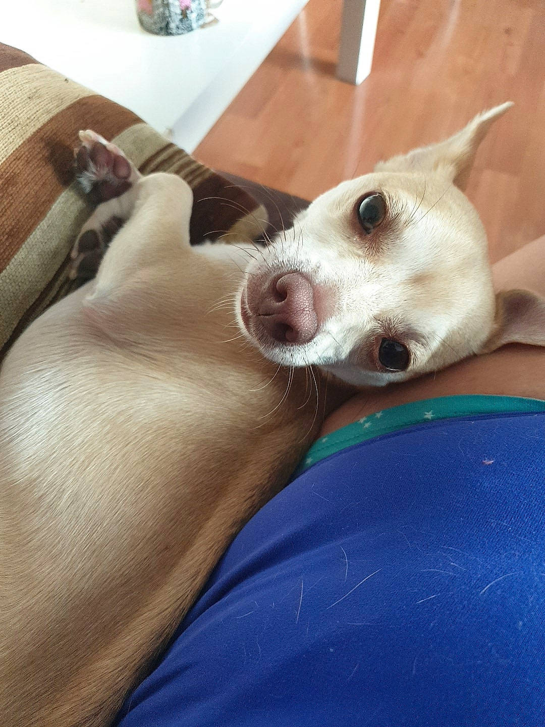 Neven a rejoint le concours — aidez-le/la à gagner de superbes lots ! canidae, carnivore, chihuahua, corgi_chihuahua, dog, dog_breed, ear, fawn, feist, mammal, non_sporting_group, nose, rat_terrier, snout, treeing_feist, whiskers