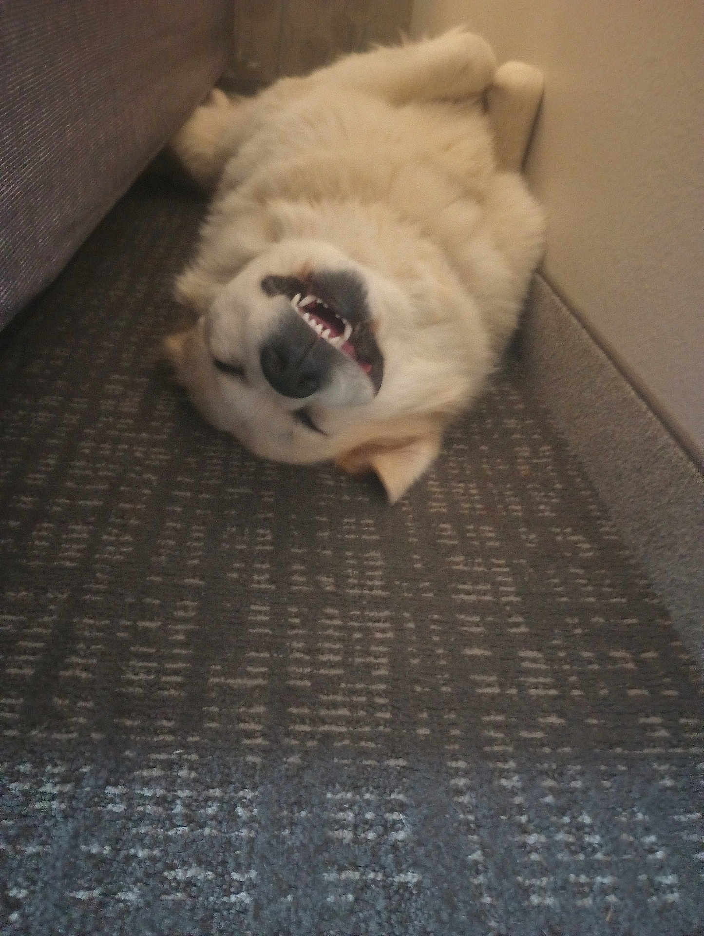 Blitz joined the competition — help win amazing prizes! dog, upside_down, carpet, indoor, relaxed, smiling, white_fur, pet, canine, couch, wall, narrow_space, lying_down, happy, teeth, nose, ears, animal, domestic, cozy